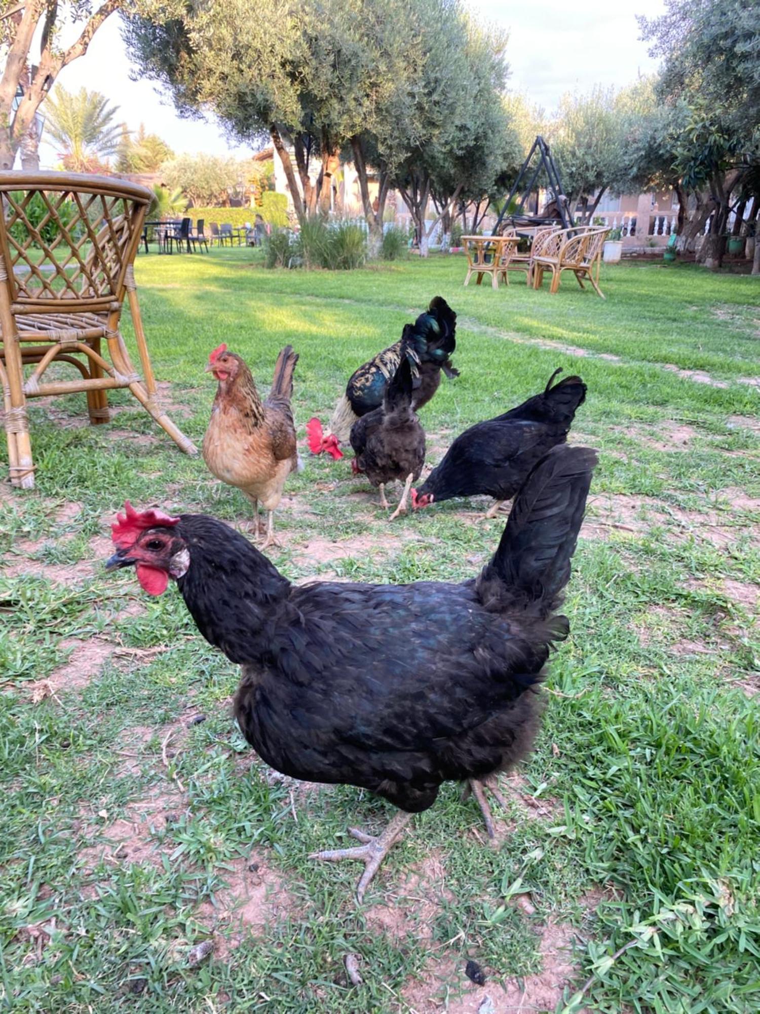 Villa Ayche Tameslouht Dış mekan fotoğraf